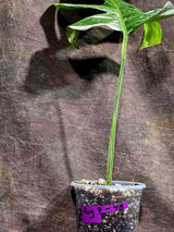 Rare Variegated Monstera Albo Live Plant - Single Leaf Plant (Aug-7-48)