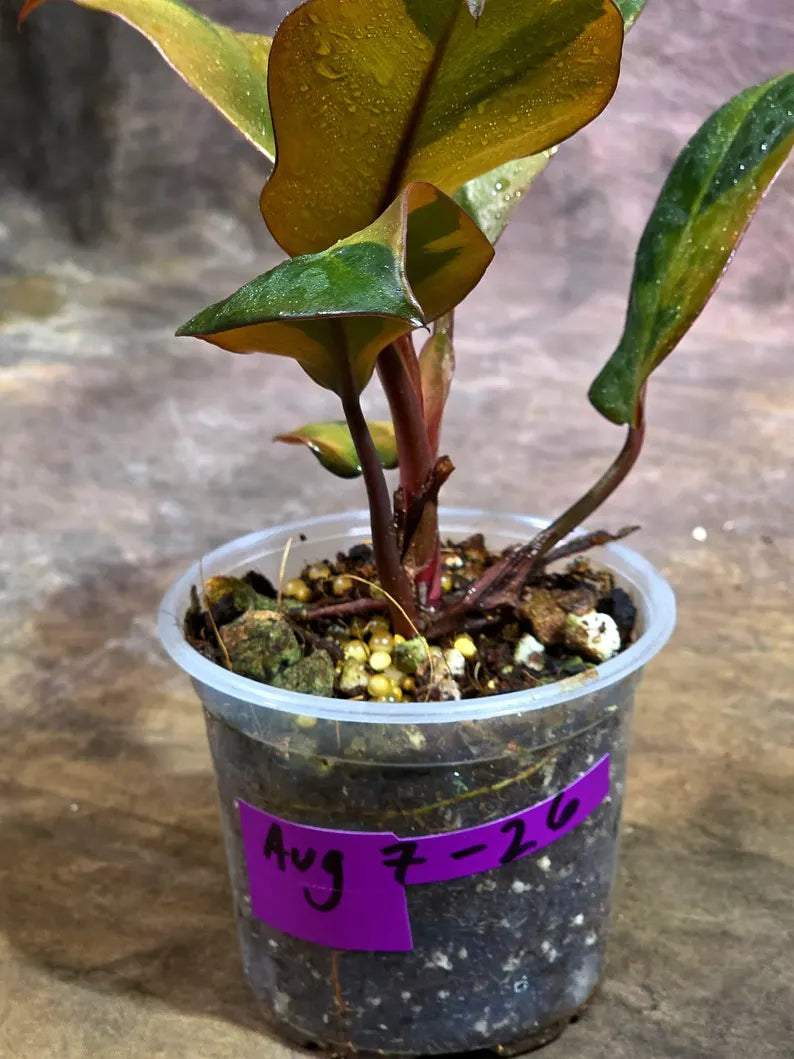 Variegated Black Cardinal Philodendron Live Plant (Aug-7-26-ER)