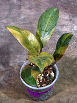 Variegated Black Cardinal Philodendron Live Plant (Aug-7-26-ER)