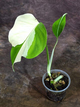Rare Variegated Monstera Albo Live Plant - White Albo Borsigiana (Aug-7-29)