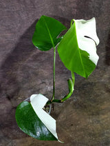 Rare Variegated Monstera Albo Live Plant (Aug-7-32)