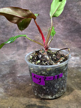 Variegated Philodendron Orange Princess Live Plant (Aug-7-28-ER)