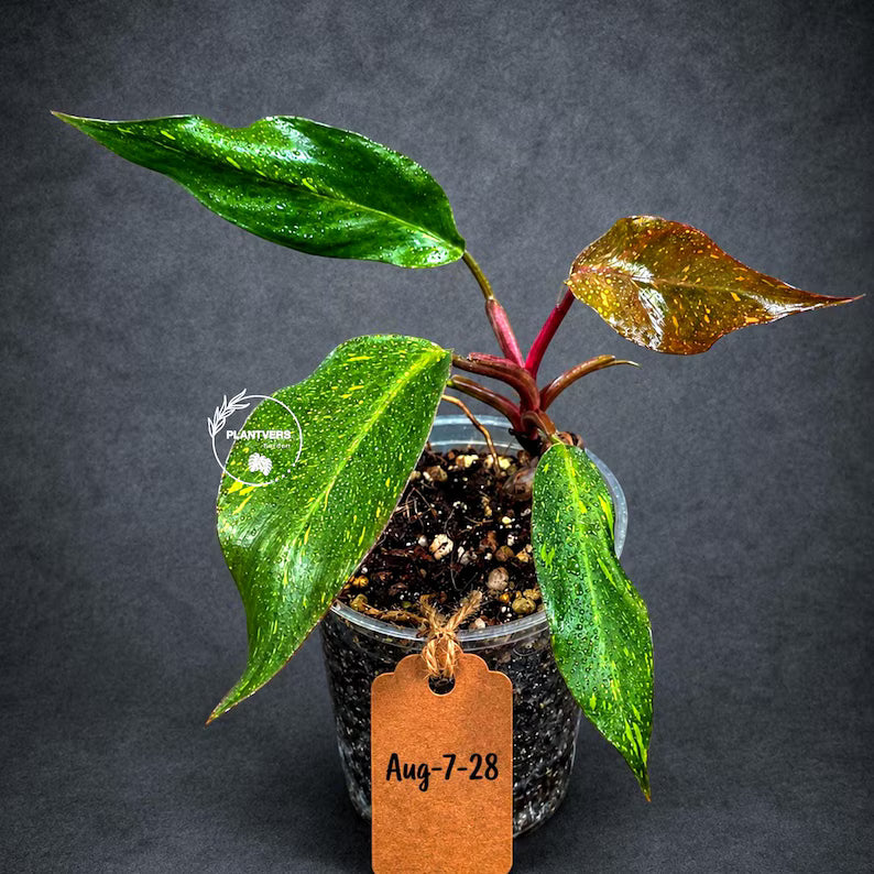 Variegated Philodendron Orange Princess Live Plant (Aug-7-28-ER)
