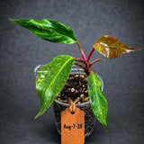 Variegated Philodendron Orange Princess Live Plant (Aug-7-28-ER)