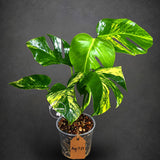 Monstera Borsigiana Aurea Variegated (Aug-7-27)