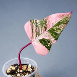 Variegated Philodendron Strawberry Shake Live Plant (Aug-7-56)