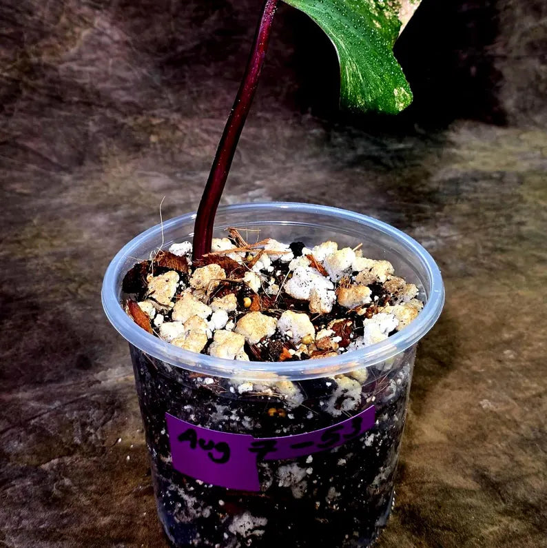 Variegated Philodendron Strawberry Shake Live Plant (Aug-7-53)