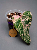 Variegated Philodendron Strawberry Shake Live Plant (Aug-7-52)