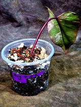 Variegated Philodendron Strawberry Shake Live Plant (Aug-7-52)