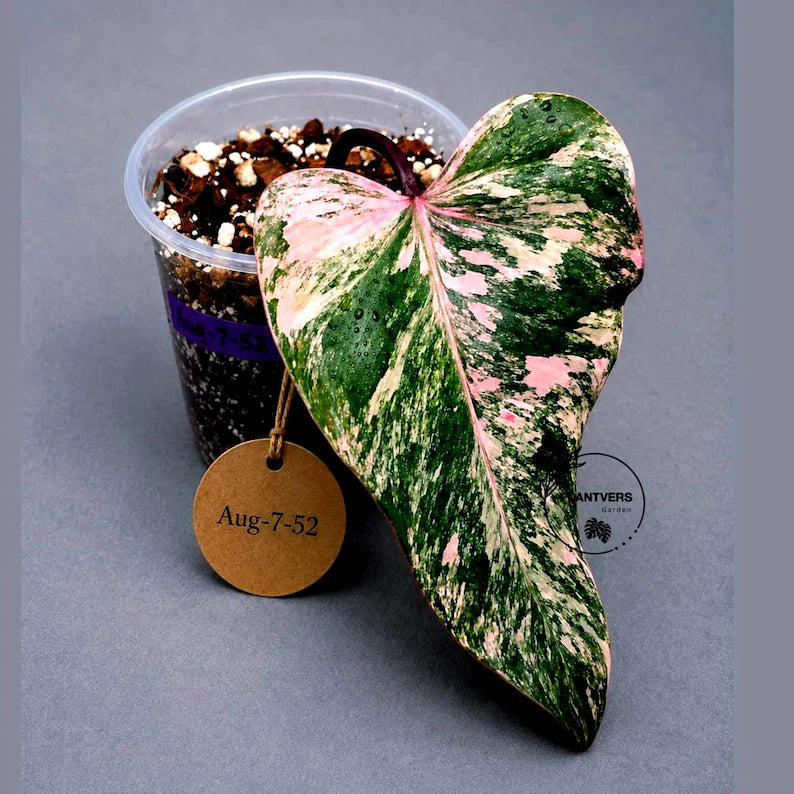 Variegated Philodendron Strawberry Shake Live Plant (Aug-7-52)