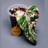 Variegated Philodendron Strawberry Shake Live Plant (Aug-7-52)