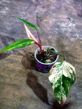 Variegated Philodendron Strawberry Shake Live Plant (Aug-7-33)