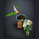 Variegated Philodendron Strawberry Shake Live Plant (Aug-7-33)
