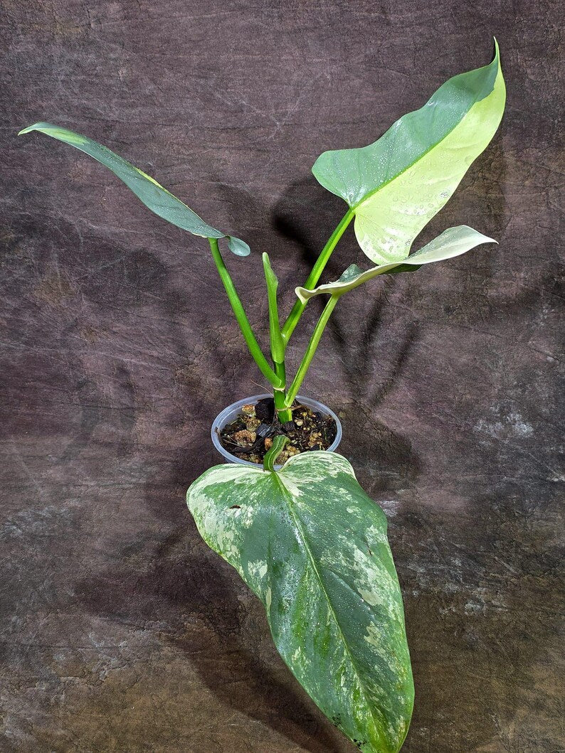 Variegated ‘Silver sword’ Philodendron -(Aug-7-24)