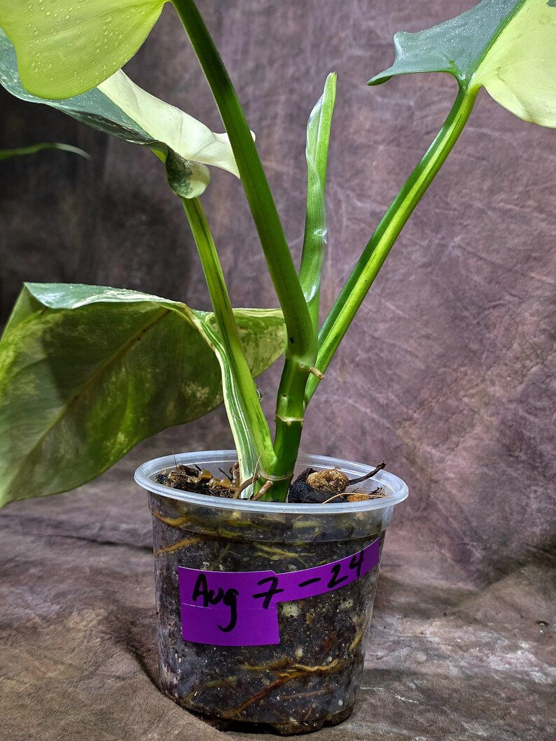 Variegated ‘Silver sword’ Philodendron -(Aug-7-24)