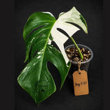 Rare Variegated Monstera Albo Live Plant - White Albo Borsigiana(Aug-7-37)