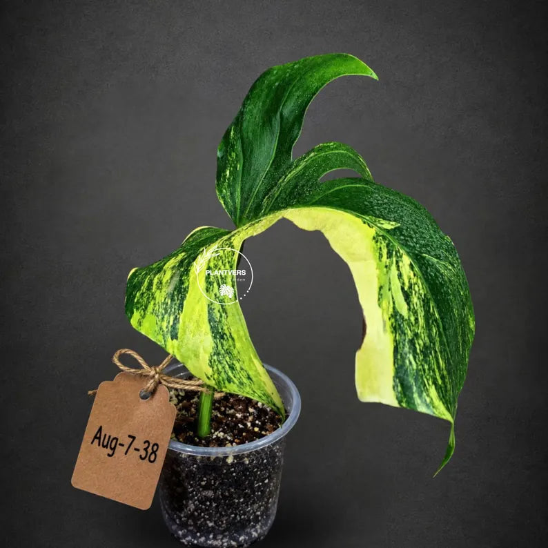 Monstera Borsigiana Aurea Variegated - (Aug-7-38)
