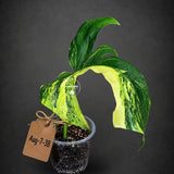 Monstera Borsigiana Aurea Variegated - (Aug-7-38)
