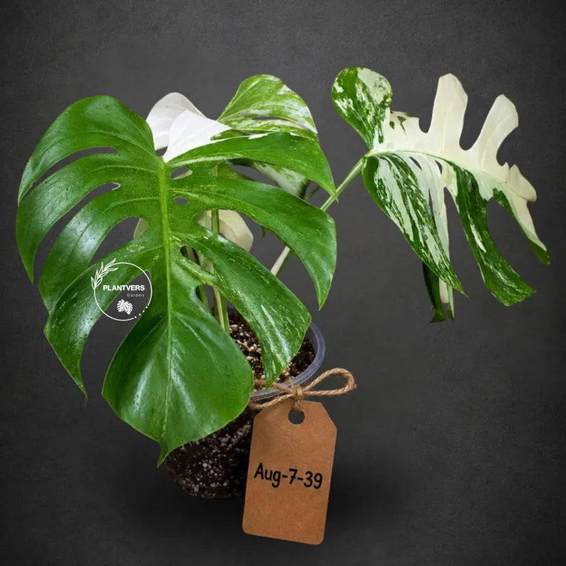 Rare Variegated Monstera Albo Live Plant - White Albo Borsigiana(Aug-7-39)