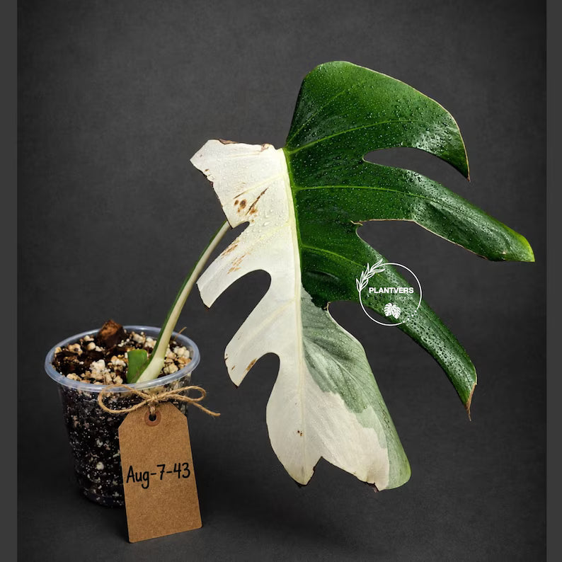 Rare Variegated Monstera Albo Live Plant - White Albo Borsigiana(Aug-7-43)
