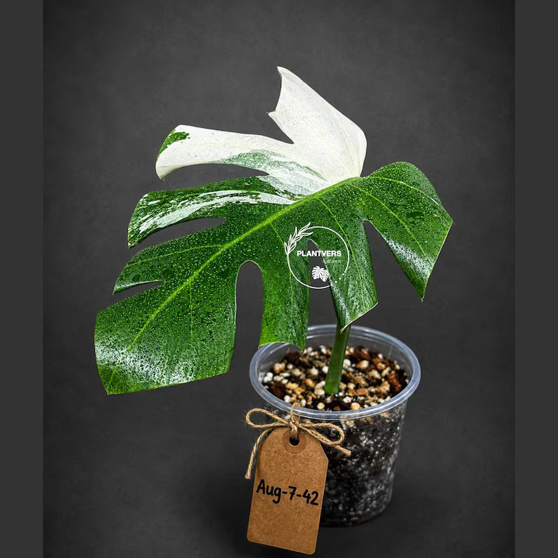 Rare Variegated Monstera Albo Live Plant - White Albo Borsigiana(Aug-7-42)