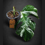 Rare Variegated Monstera Albo Live Plant - White Albo Borsigiana(Aug-7-41)