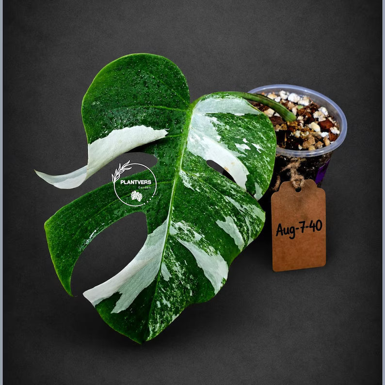 Rare Variegated Monstera Albo Live Plant - White Albo Borsigiana(Aug-7-40)