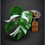 Rare Variegated Monstera Albo Live Plant - White Albo Borsigiana(Aug-7-40)