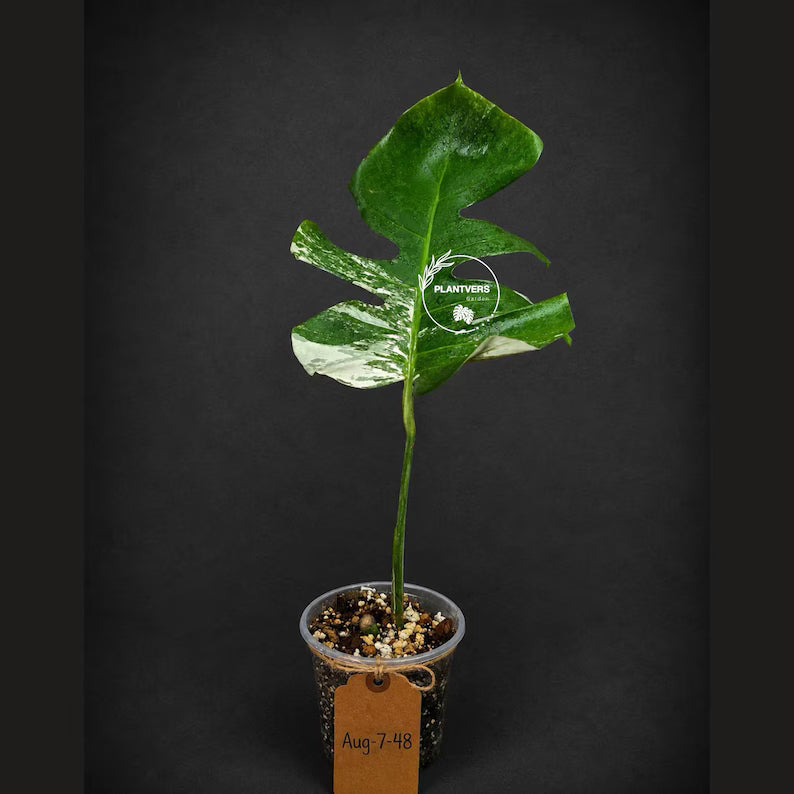 Rare Variegated Monstera Albo Live Plant - Single Leaf Plant (Aug-7-48)