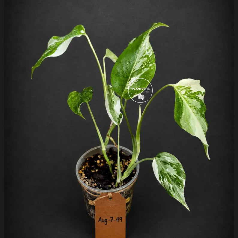 Rare Variegated Monstera Albo Live Plant - White Albo Borsigiana(Aug-7-49)