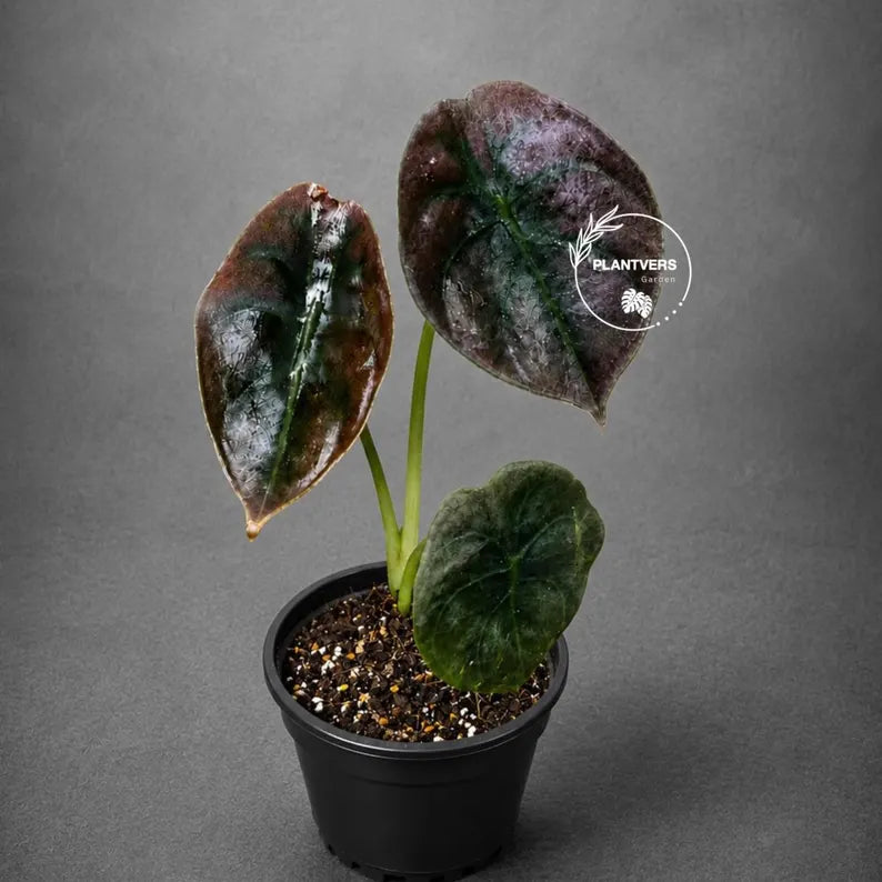 Alocasia Red Secret Live Plant in 3" Nursery Pot - Jewel Alocasia - Metallic Foliage Tropical Houseplant - Rare Indoor Aroid Plant