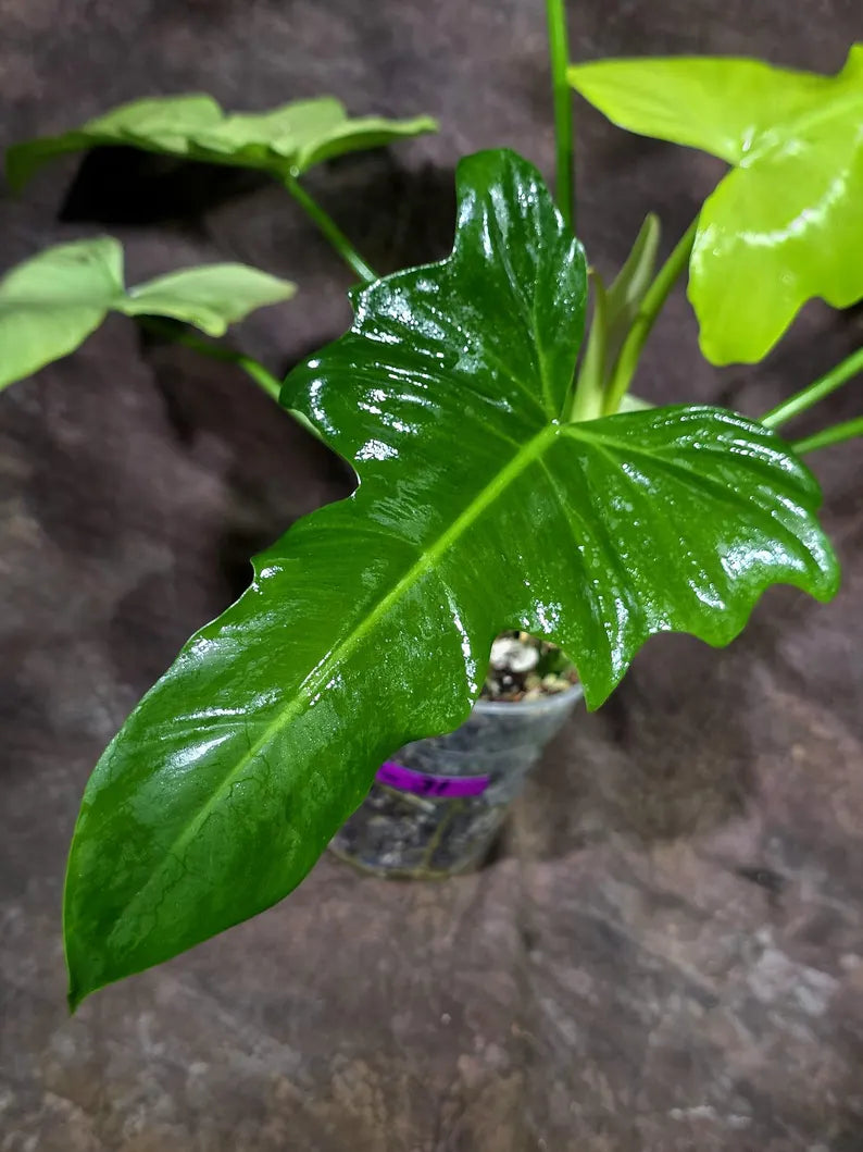 Variegated Golden Dragon Mint Philodendron Exact Plant (Aug-7-31-ER)