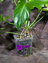 Variegated Golden Dragon Mint Philodendron Exact Plant (Aug-7-31-ER)