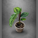 Calathea Ornata Pinstripe Live Plant in 3" Nursery Pot - Pink Pinstripe Prayer Plant - Tropical Indoor Houseplant - Pet Friendly Plant