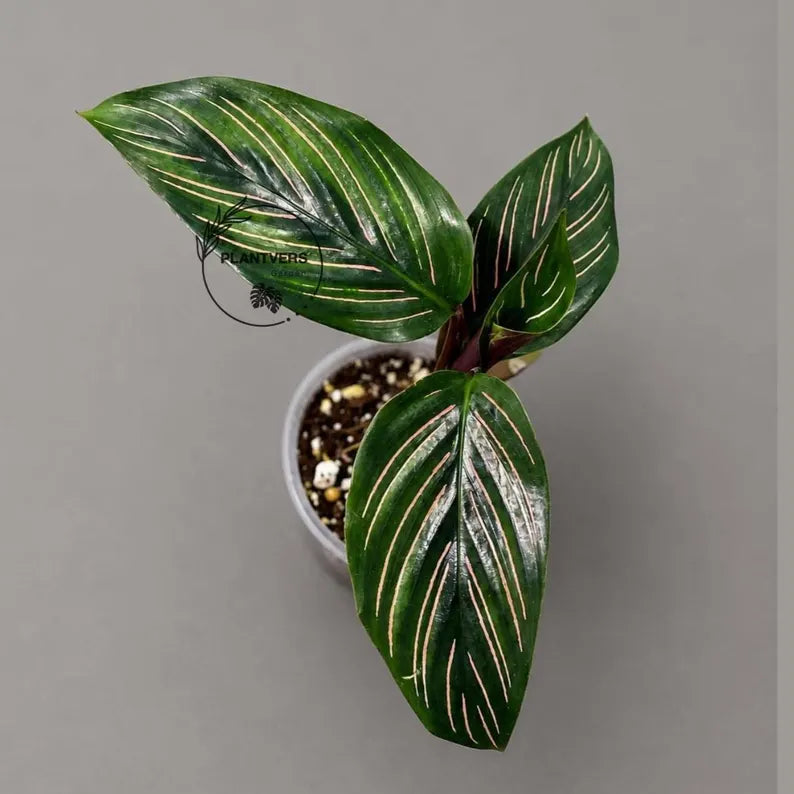 Calathea Ornata Pinstripe Live Plant in 3" Nursery Pot - Pink Pinstripe Prayer Plant - Tropical Indoor Houseplant - Pet Friendly Plant