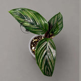 Calathea Ornata Pinstripe Live Plant in 3" Nursery Pot - Pink Pinstripe Prayer Plant - Tropical Indoor Houseplant - Pet Friendly Plant