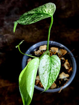 Monstera Deliciosa White Monster - Rare Monstera Beauty - (July-30-48)