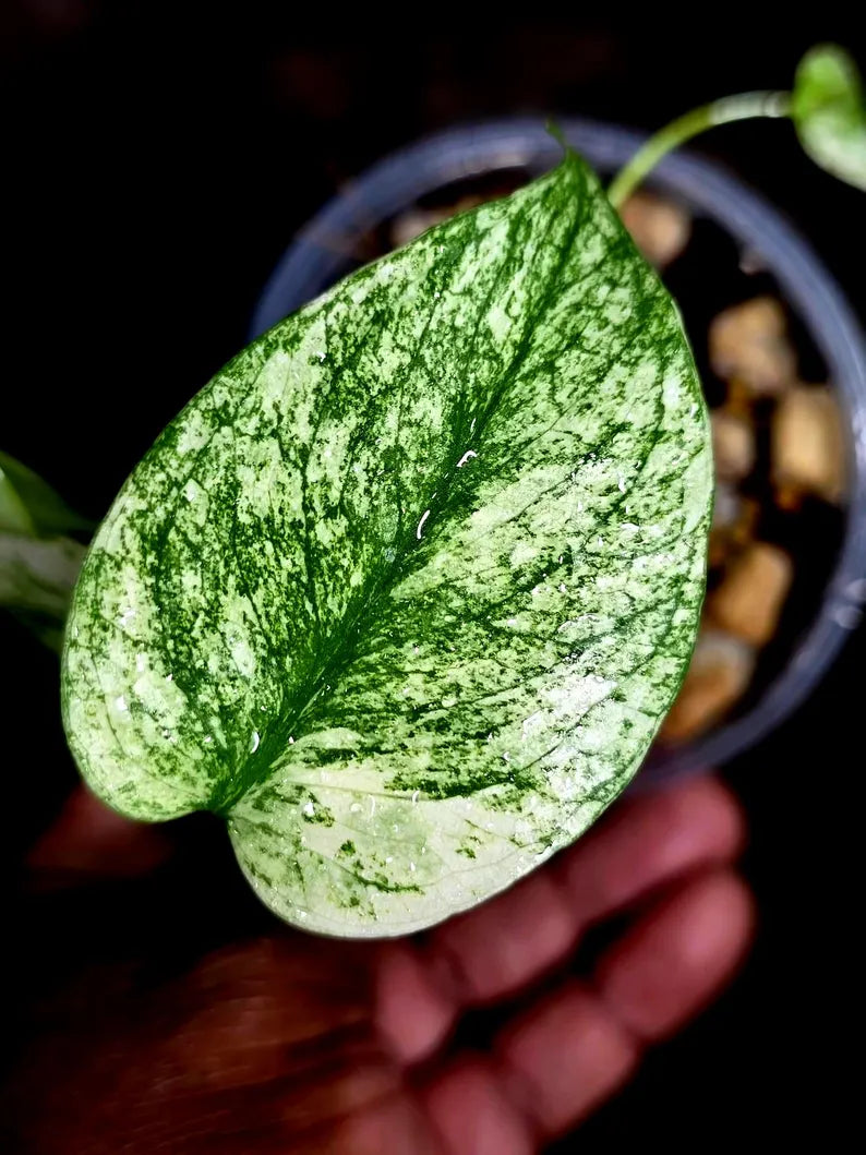 Monstera Deliciosa White Monster - Rare Monstera Beauty - (July-30-48)