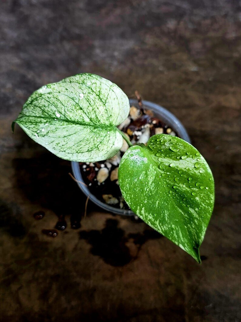 Monstera Deliciosa White Monster - Rare Monstera Beauty - (July-30-49)