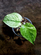 Monstera Deliciosa White Monster - Rare Monstera Beauty - (July-30-49)