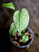 Monstera Deliciosa White Monster - Rare Monstera Beauty - (July-30-50)
