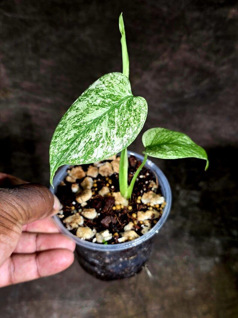 Monstera Deliciosa White Monster - Rare Monstera Beauty - (July-30-53)