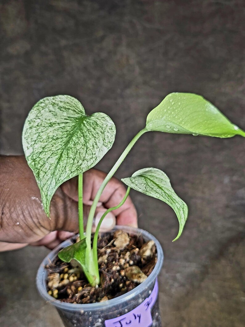 Monstera Deliciosa White Monster - Rare Monstera Beauty - (July-30-55)