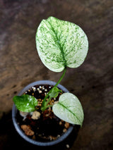 Monstera Deliciosa White Monster - Rare Monstera Beauty - (July-30-56)