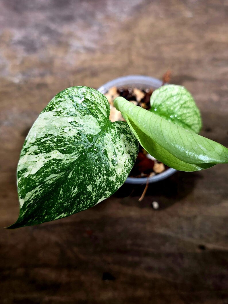Monstera Deliciosa White Monster - Rare Monstera Beauty - (July-30-57)