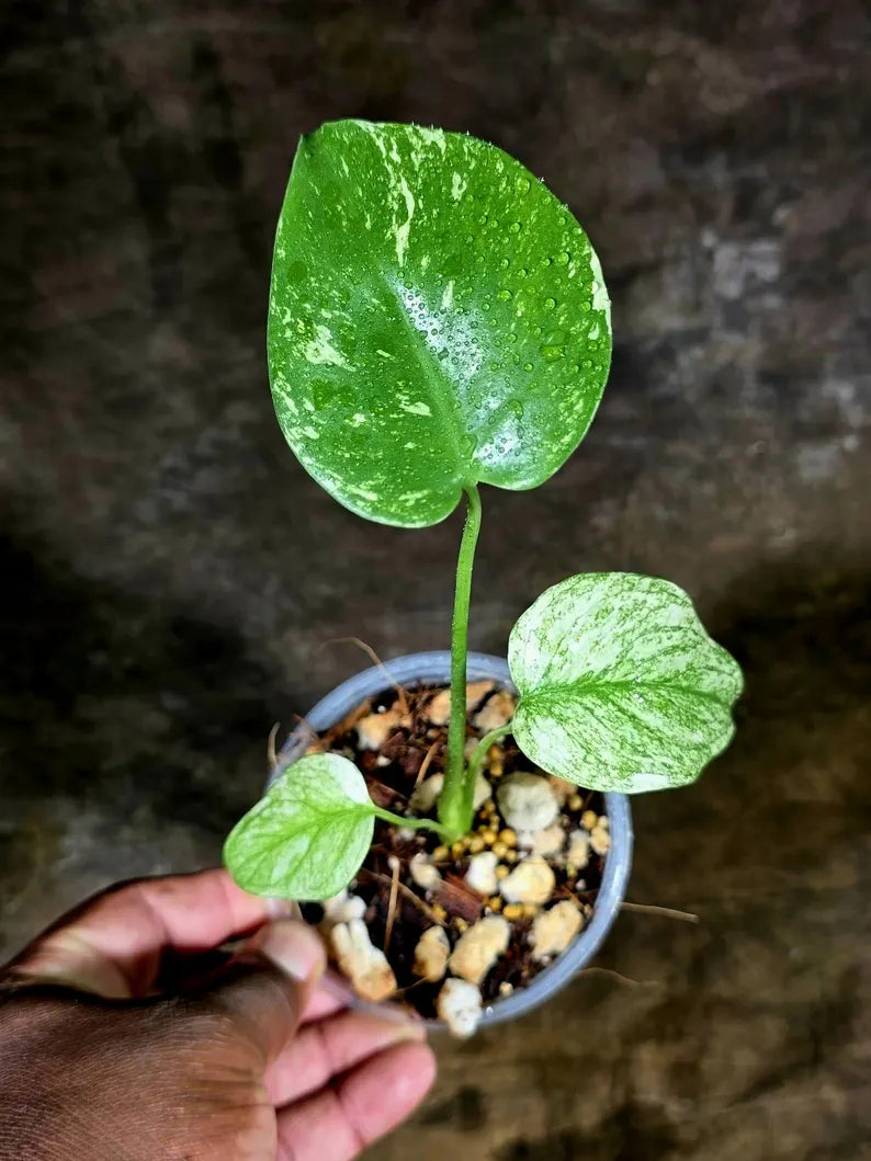 Monstera Deliciosa White Monster - Rare Monstera Beauty - (July-30-58)