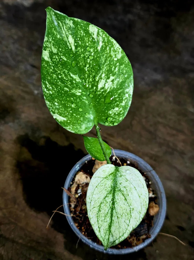 Monstera Deliciosa White Monster - Rare Monstera Beauty - (July-30-60)