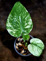Monstera Deliciosa White Monster - Rare Monstera Beauty - (July-30-62)
