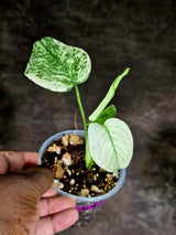 Monstera Deliciosa White Monster - Rare Monstera Beauty - (July-30-64)
