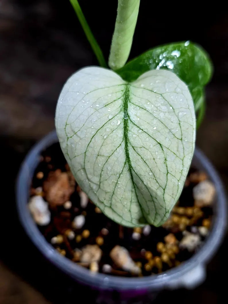 Monstera Deliciosa White Monster - Rare Monstera Beauty - (July-30-64)